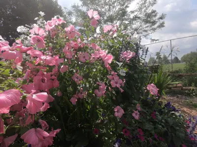 Pink flowers in the community garden.