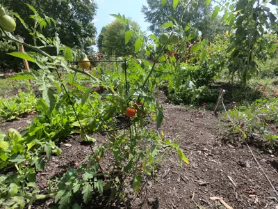 Tomato plant in a Community Garden